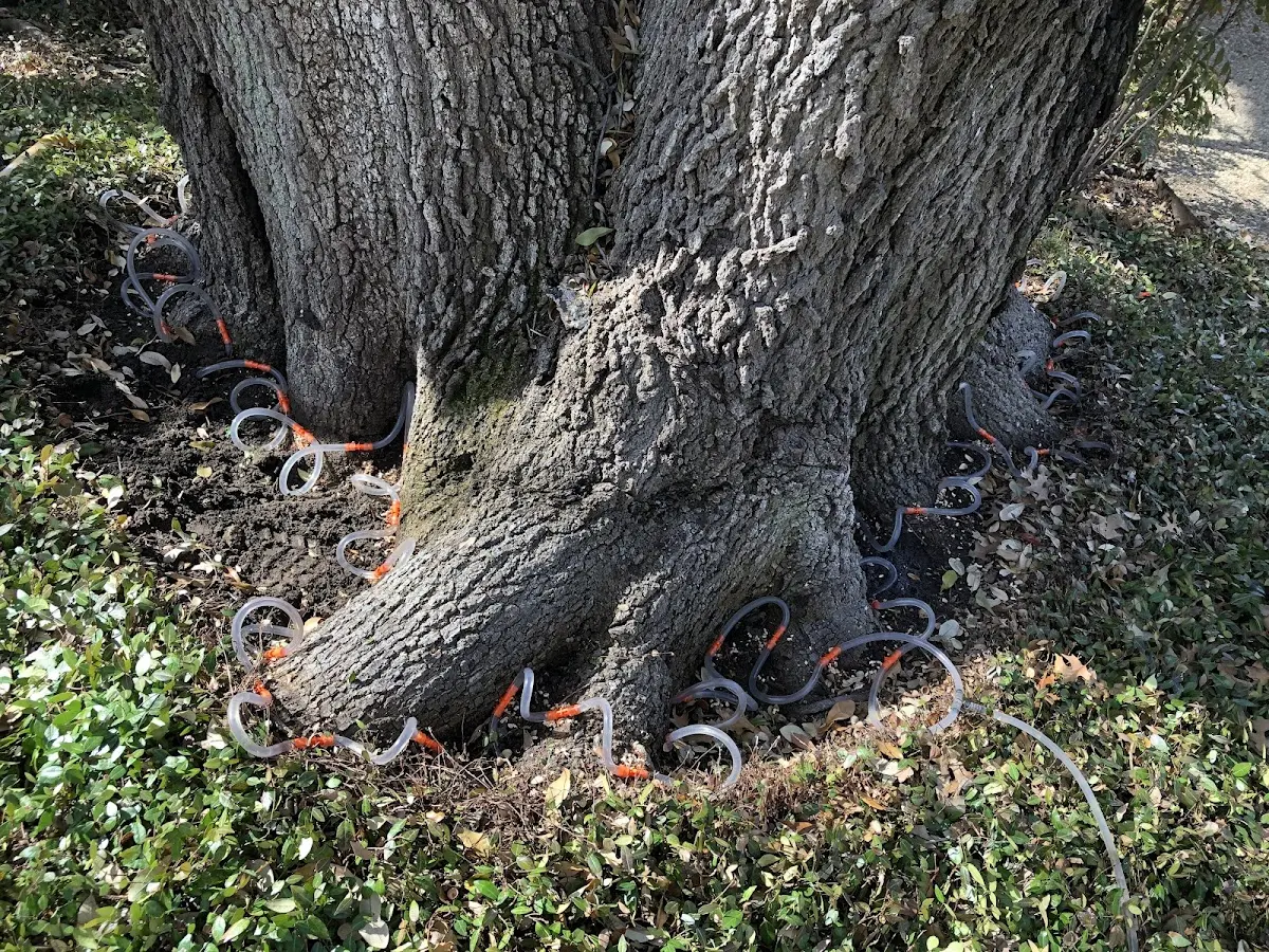 Detailed Tree Cabling and Bracing job site in Oakland Mills