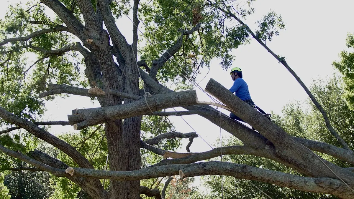 Professional Crown Thinning performed by certified arborists in Oakland Mills