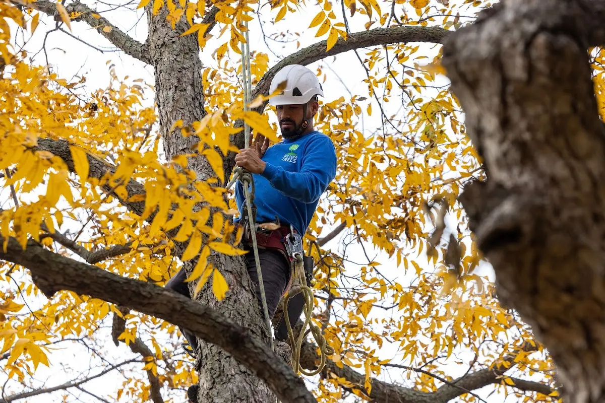 Skilled Tree Pruning crew working in Oakland Mills